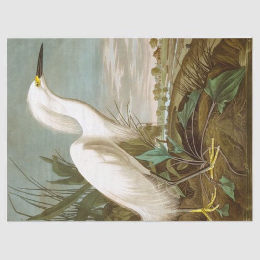 White Heron door John James Audubon Tissuepapier (Voorkant)
