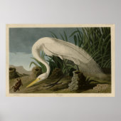 White Heron, Great Egret, Audubon Birds of America Poster (Voorkant)