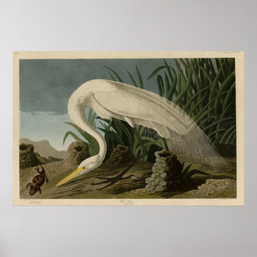 White Heron, Great Egret, Audubon Birds of America Poster (Voorkant)