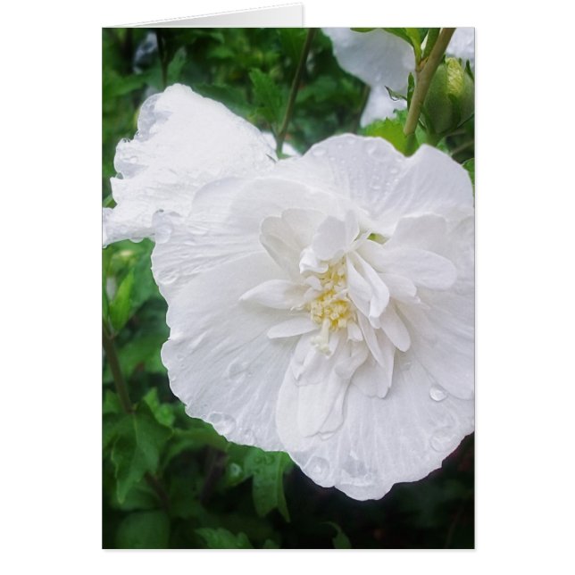 White Hibiscus 2 Grace (Voorkant)