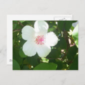 White Hibiscus Briefkaart (Voorkant / Achterkant)
