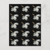 White Hibiscus Flower Side Uitzicht Briefkaart (Voorkant)