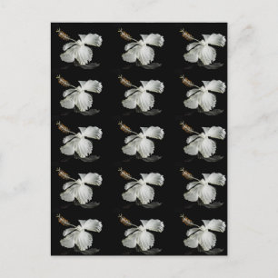 White Hibiscus Flower Side Uitzicht Briefkaart