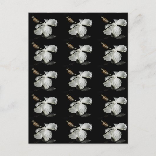 White Hibiscus Flower Side Uitzicht Briefkaart (Voorkant)