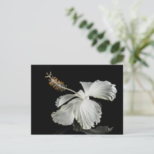 White Hibiscus Flower Side Uitzicht Briefkaart (Staand voorkant)