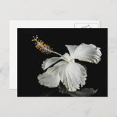 White Hibiscus Flower Side Uitzicht Briefkaart (Voorkant / Achterkant)