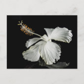 White Hibiscus Flower Side Uitzicht Briefkaart (Voorkant)