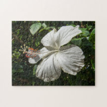 White Hibiscus | Vreedzame Natuur