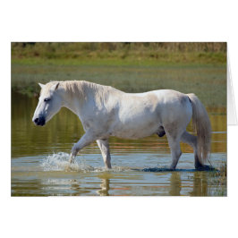 WHITE HORSE