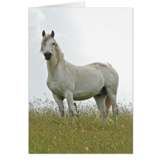 White Horse (Voorkant)