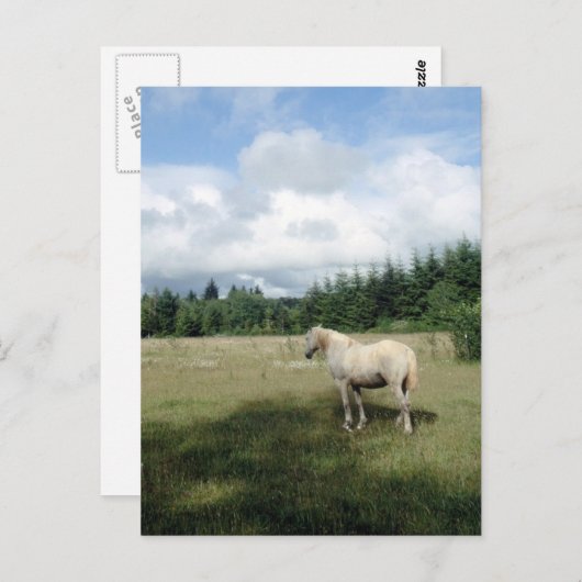 White Horse at Pasture Briefkaart (Voorkant / Achterkant)