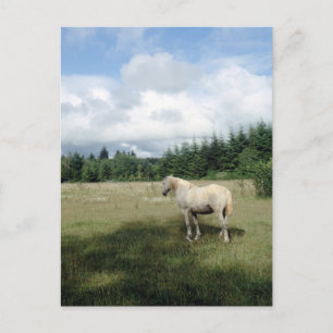 White Horse at Pasture Briefkaart