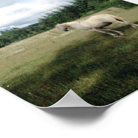 White Horse at Pasture Poster (Hoek)
