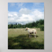 White Horse at Pasture Poster (Voorkant)