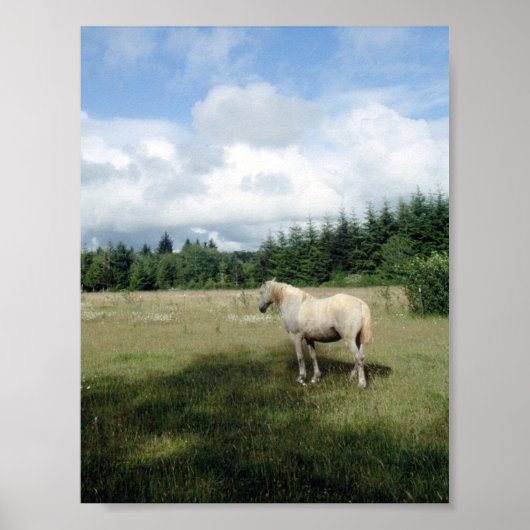White Horse at Pasture Poster (Voorkant)
