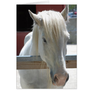 White Horse Beauty