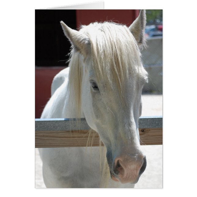 White Horse Beauty (Voorkant)