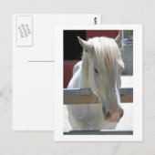 White Horse Beauty Briefkaart (Voorkant / Achterkant)