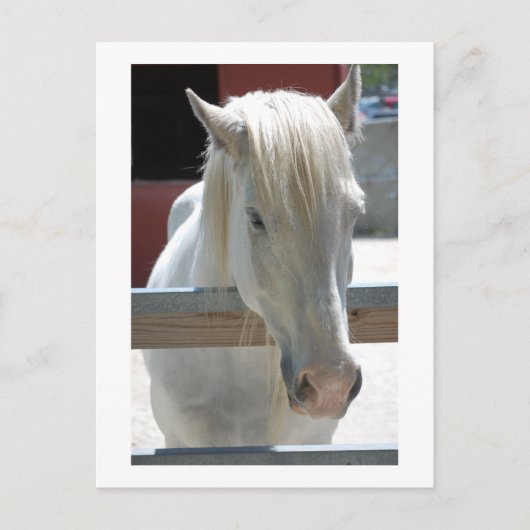White Horse Beauty Briefkaart (Voorkant)