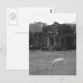 White Horse Briefkaart (Voorkant / Achterkant)