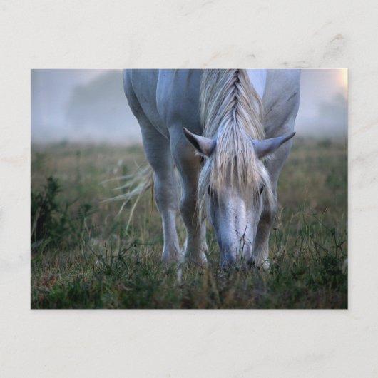 White Horse Briefkaart (Voorkant)