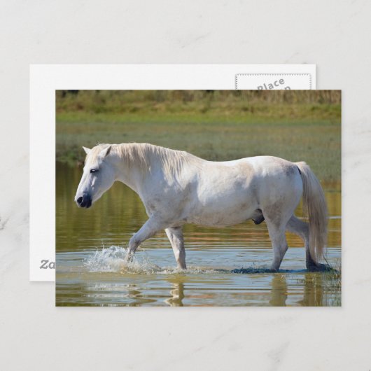WHITE HORSE BRIEFKAART (Voorkant / Achterkant)
