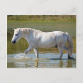WHITE HORSE BRIEFKAART (Voorkant)