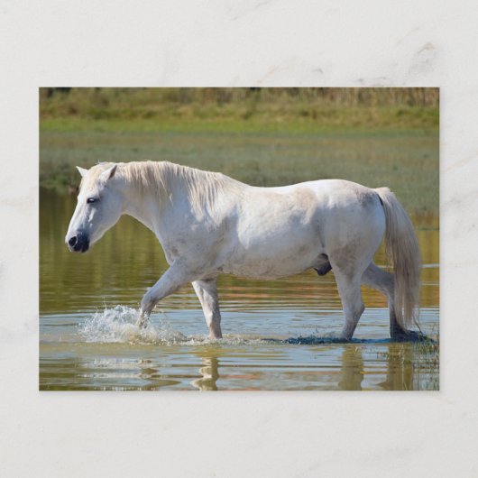 WHITE HORSE BRIEFKAART (Voorkant)