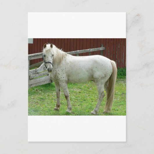 White Horse Briefkaart (Voorkant)