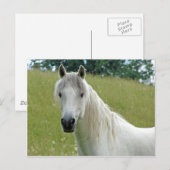 White Horse Briefkaart (Voorkant / Achterkant)