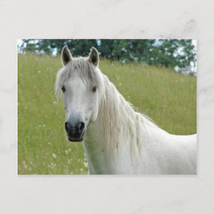 White Horse Briefkaart