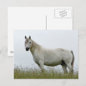 White Horse Briefkaart (Voorkant / Achterkant)