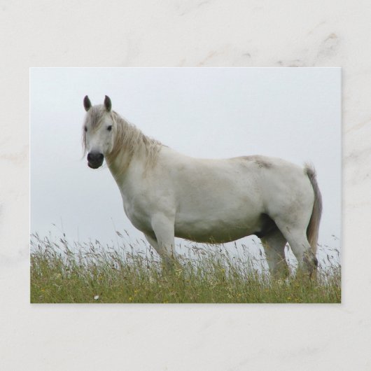 White Horse Briefkaart (Voorkant)