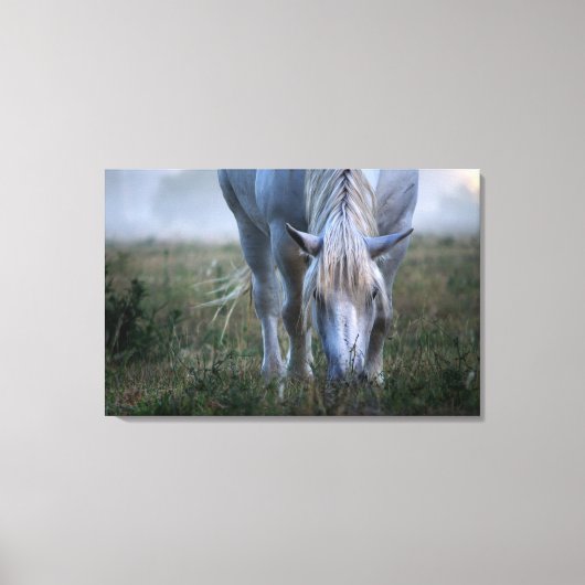White Horse Canvas Afdruk (Voorkant)