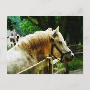 White Horse Closeup Briefkaart