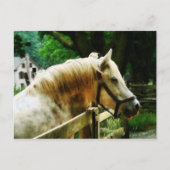 White Horse Closeup Briefkaart (Voorkant)