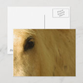 White Horse Closeup Briefkaart (Voorkant / Achterkant)