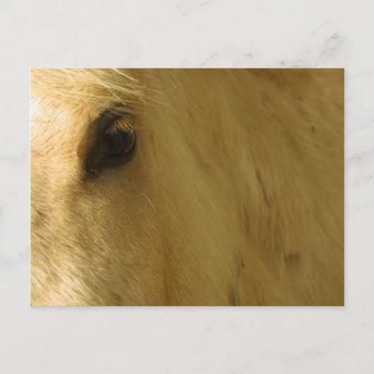White Horse Closeup Briefkaart (Voorkant)