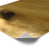 White Horse Closeup Poster (Hoek)