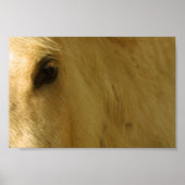 White Horse Closeup Poster (Voorkant)