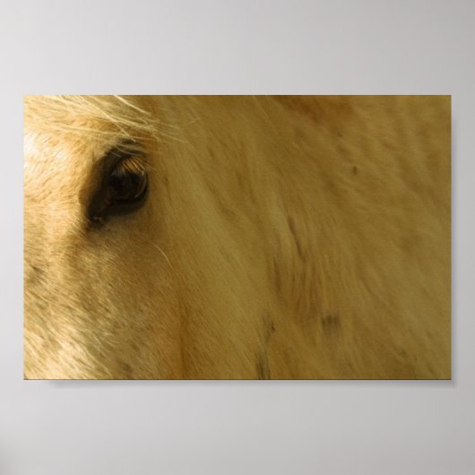 White Horse Closeup Poster (Voorkant)