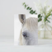 White Horse Face Close-up Foto Briefkaart (Staand voorkant)