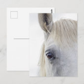 White Horse Face Close-up Foto Briefkaart (Voorkant / Achterkant)