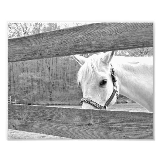 White Horse Foto Afdruk (Voorkant)