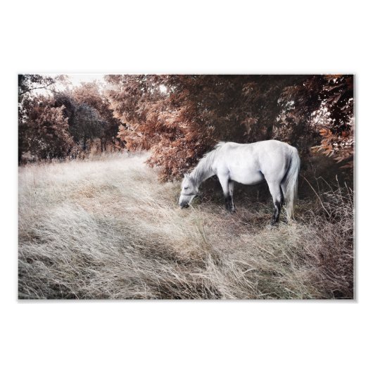 White Horse Foto Afdruk (Voorkant)