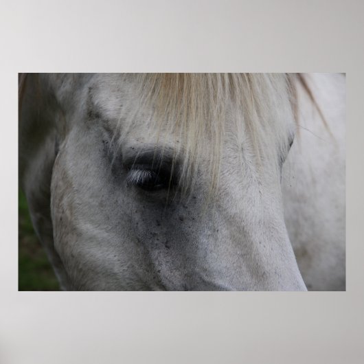 White Horse Gaze of Wisdom - Poster (Voorkant)