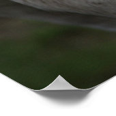 White Horse Gaze of Wisdom - Poster (Hoek)