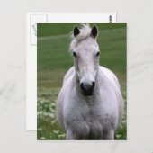 White Horse in Field Briefkaart (Voorkant / Achterkant)