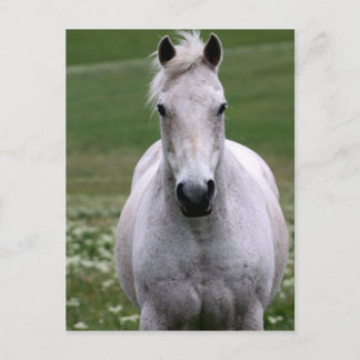 White Horse in Field Briefkaart