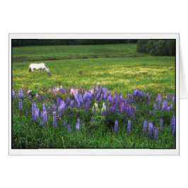 White Horse in Lupine Field